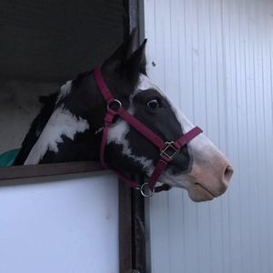 Meet your Posher, Abby